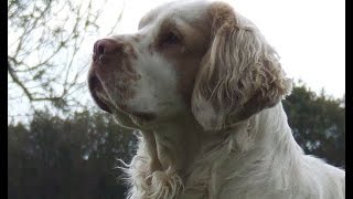 Clumber Spaniel  Raza de Perro [upl. by Jonny]