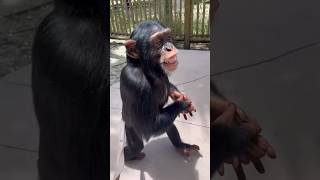 Teaching Chimpanzee to Walk SHORTS [upl. by Mozza933]