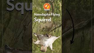 Namdapha Flying Squirrel Rare Wildlife Encounter vajiramandravi [upl. by Ainuj]