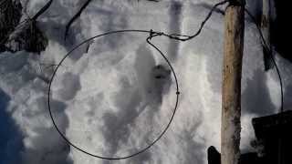 How to trap beaver through the ice 2014 Part 1 [upl. by Barbabas308]