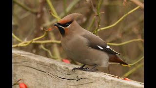 Bohemian Waxwing Witham Essex 21124 [upl. by Aikmat]