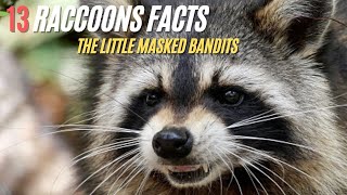 13 Facts about Raccoons  The Little Masked Bandits [upl. by Rob]