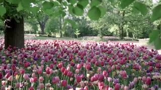 Messer Tulipano il trionfo dei colori di primavera al Castello di Pralormo [upl. by Beutler]