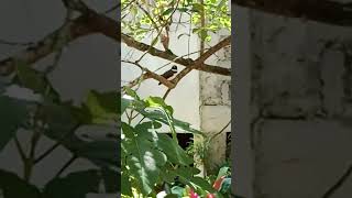 Philippine pied fantail shortsvideo mariacapra nature birds [upl. by Eimmac232]