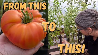 We May Lose Our Tomatoes Polytunnel Tour Of Our Tomatoes So Far This Year [upl. by Cadmann158]