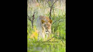 Lion Pride on the Hunt Stalking a Rhino in the Wild [upl. by Atirhs]