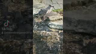 Herring gulls at largs beach pt2 [upl. by Ariamat578]