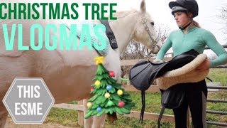 Vlogmas  Naughty Donkeys and Getting our Christmas tree  This Esme [upl. by Amhsirak]