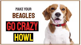 Sounds that make Beagles Go Crazy amp HOWL [upl. by Oflodor960]