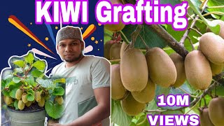 How to grow kiwis tree growingGrowing kiwis at homefruitsgardening grafting [upl. by Timotheus]