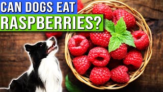 Can Dogs Eat Raspberries  Can I Feed My Dog Raspberries  Can I Give My Dog Raspberries [upl. by Tigdirb637]