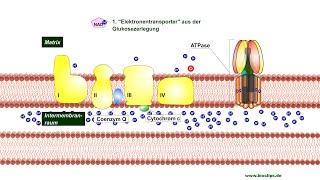 Endoxidation der Zellatmung [upl. by Retsim]