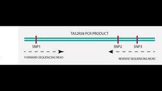 Sequence Analysis Protocol  Determine Genotype of TAS2R38  Chromas PC [upl. by Olinad]