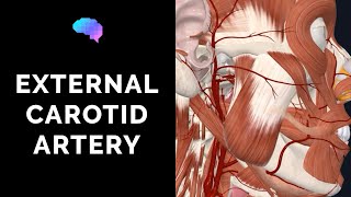 Anatomy of the External Carotid Artery 3D Anatomy Tutorial  UKMLA  CPSA [upl. by Tomkin]