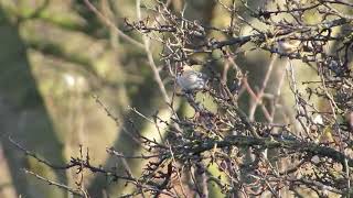 Couess Arctic Redpoll Hazlewood Common Suffolk 281117 [upl. by Steep649]