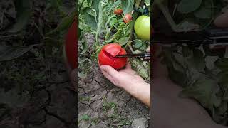 Beefsteak Tomatoes plants growing gardening growth [upl. by Roley]