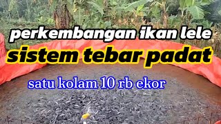 PERKEMBAGAN IKAN LELE 33 HARI [upl. by Iznyl]