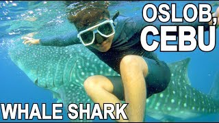 SWIMMING with WHALE SHARKS NAKAKALOKAAA  LC VLOGS 124 [upl. by Loralie]