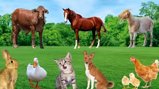 The Most Familiar Animals  Dog Rabbit Cow Cat Chicken Duck  Animal Sounds [upl. by Etana34]