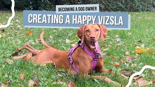 Vizsla Advice [upl. by Bruner]