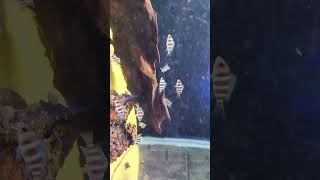 Adding new fish in my Large Aquarium  frontosa cichlid fish  Tank setup for cichlid fish  fish [upl. by Finley]