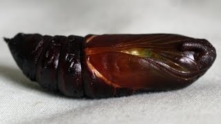 MASSIVE HAWK MOTH CHRYSALIS [upl. by Enilhtak]