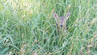 Roe deer fawn bleating  calling for mum [upl. by Newbold233]