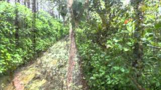 10 acre coffee estate for sale in chikmaglur 80 laks [upl. by Notrem]