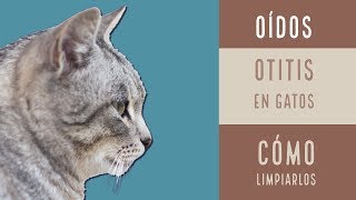 O I D O S  LIMPIAR los OÍDOS a un GATO  PREVENCIÓN de OTITIS  Consejos veterinarios Healthepet [upl. by Serica]