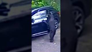 Bear Opens Car Door and Gets In [upl. by Keraj]