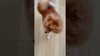 My Lil Moggie cuteness overload pomeranian satisfying shorts pets [upl. by Feinleib627]