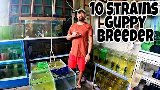 2 YEARS GUPPY BREEDER MERON NA AGAD SARILING STRAIN NG GUPPY  10 STRAINS NG GUPPY [upl. by Lissak530]