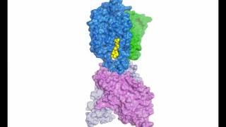 Structure of human Niemann–Pick C1 protein [upl. by Yntirb]