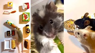 Pet Mice Enrichment Ideas Week 2 [upl. by Grinnell32]