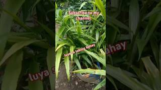 Luya sa tabing bahay  shorts shortvideo Gingerfarming Planting Farming [upl. by Ameline523]