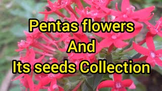 Pentas flowers and its seeds collect [upl. by Lzeil]