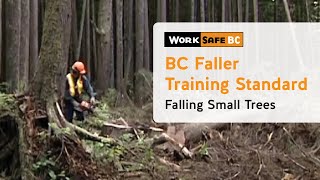 BC Faller Training Standard  Falling Small Trees 10 of 17 [upl. by Lily]