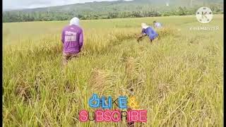 MANO MANONG PAG ANI NG PALAY Kuyajessvlogs [upl. by Aij]