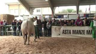 XXV th Marchigiana National HerdBook Show 2009 ANABIC [upl. by Eaver]