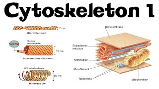 Cytoskeleton structure and function 1  actin microtubules and intermediate filaments [upl. by Roice364]