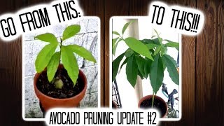 Avocado Tree Pruning Update 2 [upl. by Etnohs]