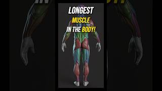 Longest Muscle in the Human Body The Surprising Fact [upl. by Noeruat]