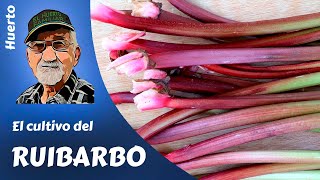 𝗥𝗨𝗜𝗕𝗔𝗥𝗕𝗢 EL CULTIVO COMPLETO DEL RUIBARBO EN EL HUERTO FAMILIAR [upl. by Seaver]