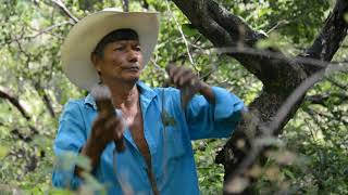 Extracción del Copal Bursera bipinnata en el sur de Morelos México [upl. by Espy35]