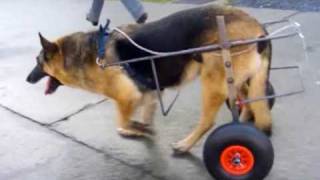 cane paralizzato cane disabile carrello per cane carellino per cane [upl. by Romulus]