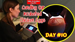 Candling Our Incubator Chicken Eggs at 10 Days  VLog 55 [upl. by Annoved]