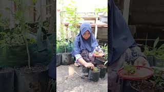 Menanam seledri halamanrumah berkebun gardening organik [upl. by Cir656]