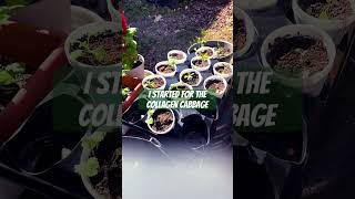 Planting More Collards and Cabbage Seedlings fallgardening [upl. by Libenson46]