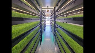 Growing Fodder in an Indoor Hydroponic Farm [upl. by Mide]