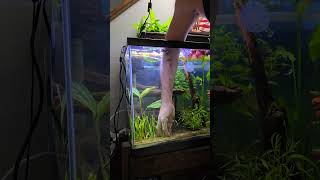 Dwarf Sagittaria for beginners fishtank aquarium baby fish dwarf [upl. by Sidney]